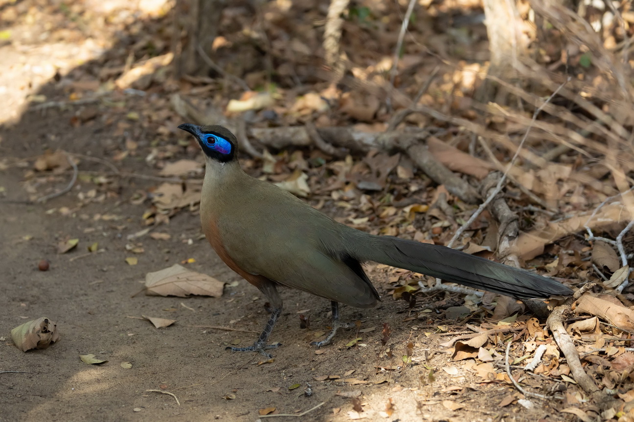 0366 Kirindy NP Grote Coua.jpg