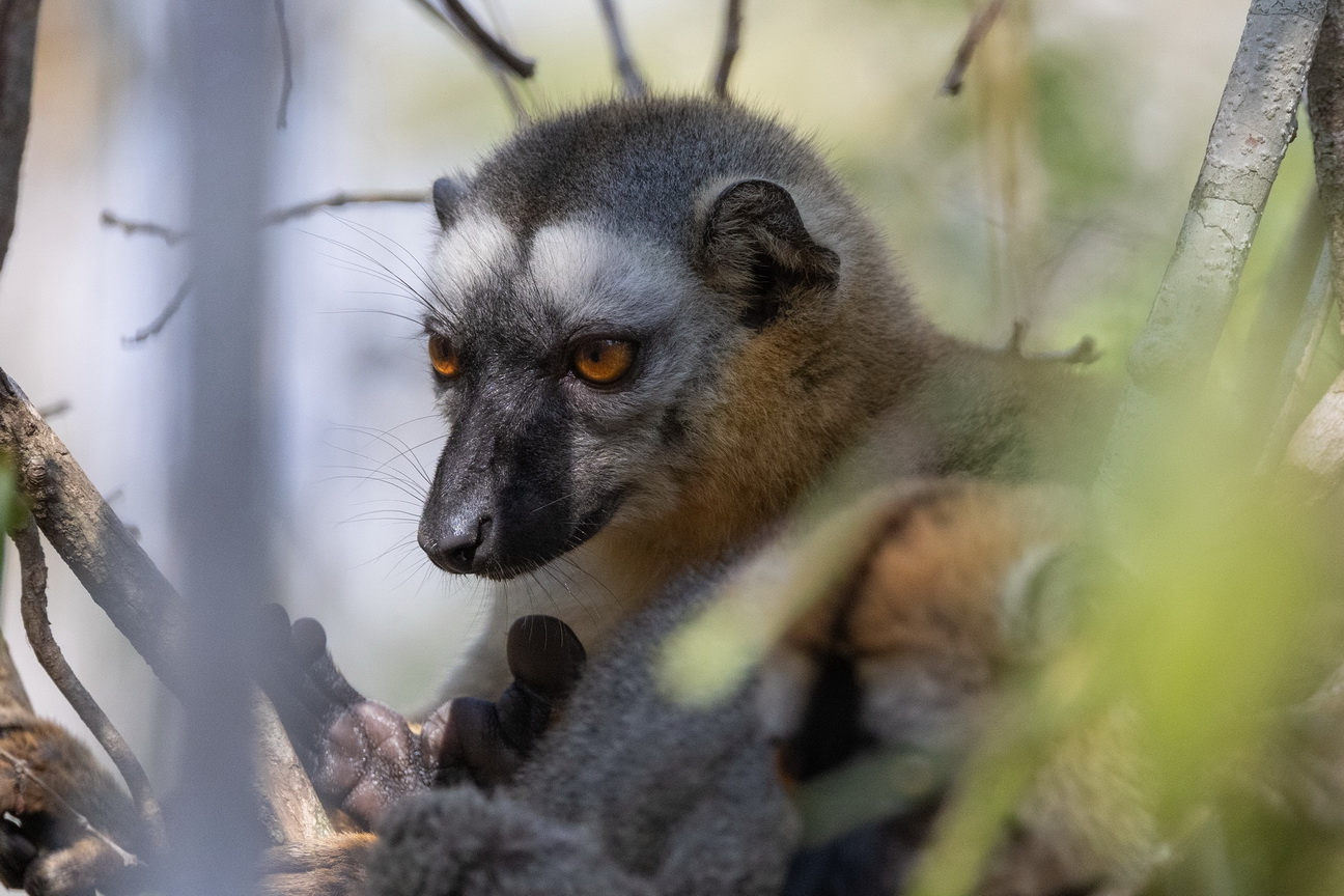 0369 Kirindy NP Eulemur Maki.jpg