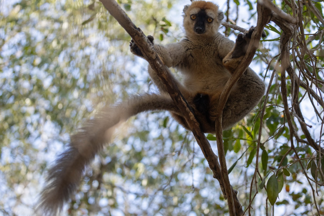0378 Kirindy NP Eulemur Maki.jpg