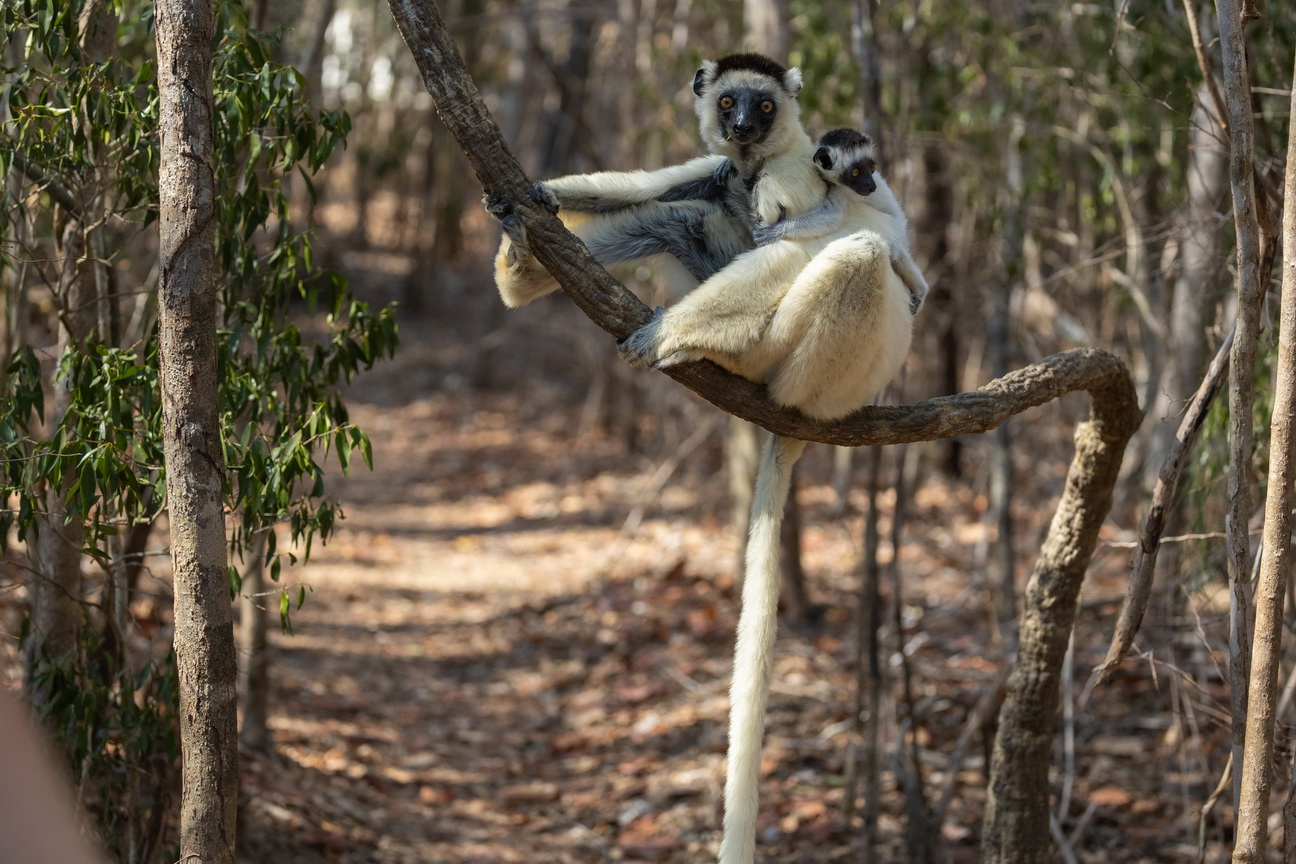 0381 Kirindy NP Verreaux Sifaka.jpg