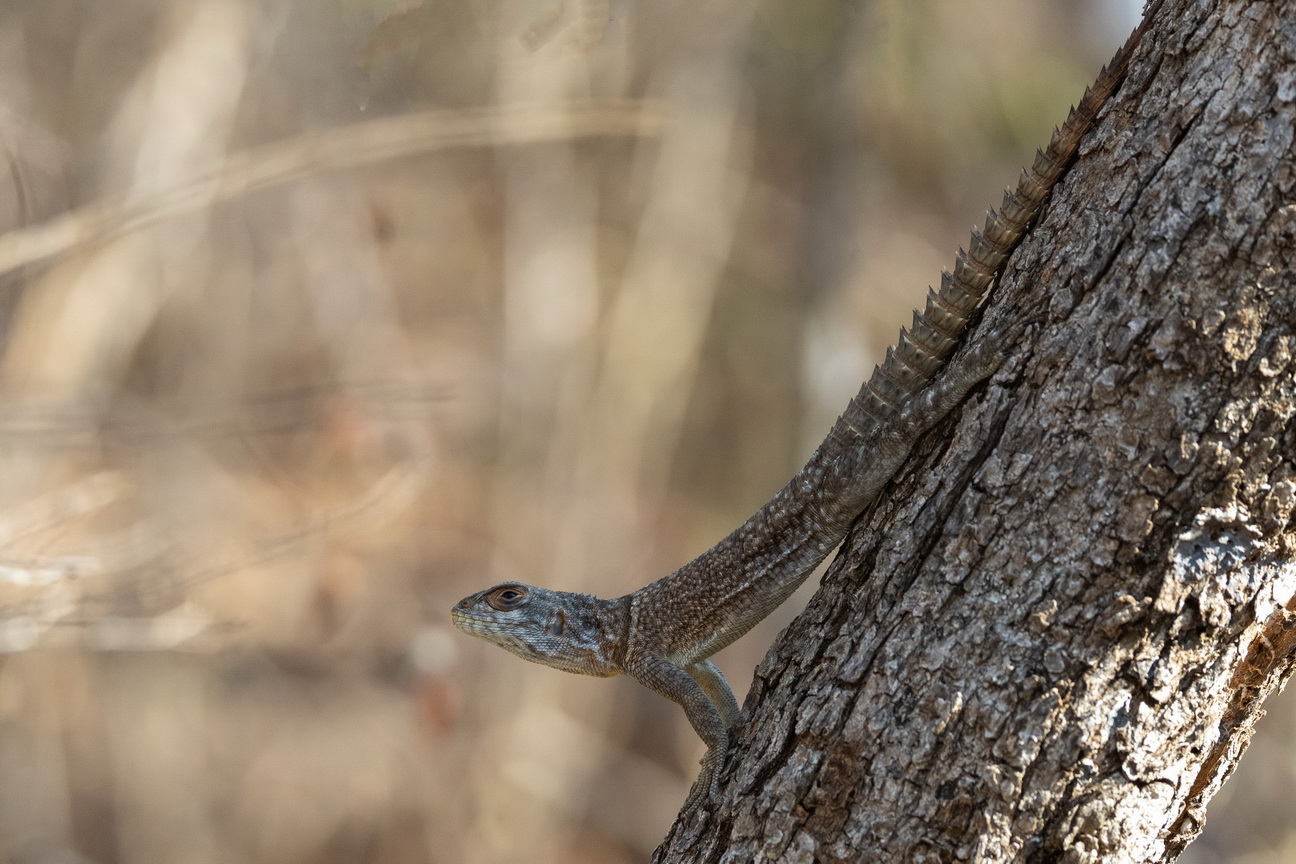 0396 Kirindy NP Madagascarleguaan.jpg