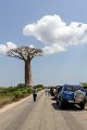 0172 Allee des Baobab Bomen