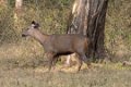 Nagarhole Sambar