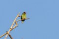 2036 Madikeri Roodkeelbaardvogel