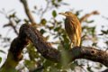 2098 Madikeri Kwak