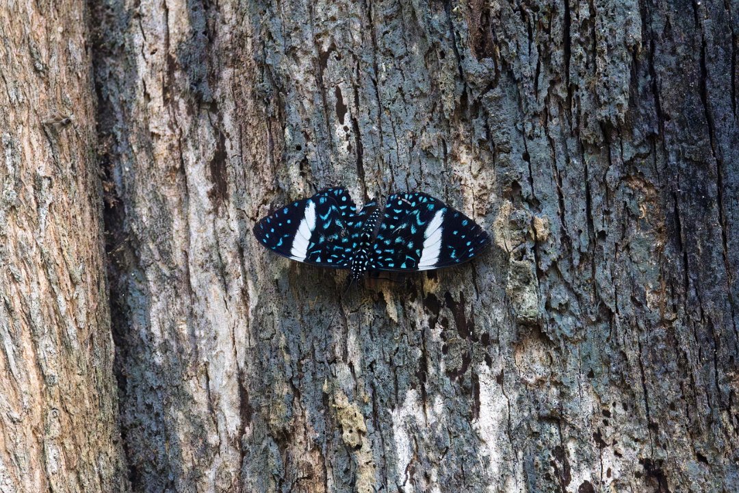 2908 Pantanal Starry Cracker.jpg