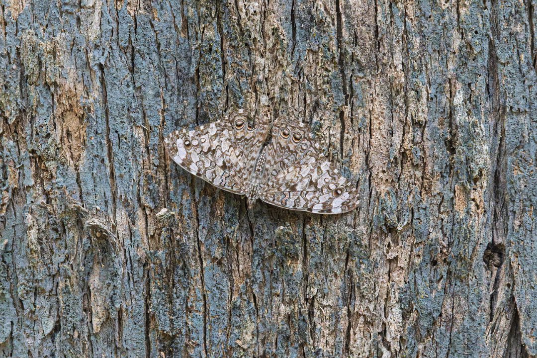 2909 Pantanal White Peacock Vlinder.jpg