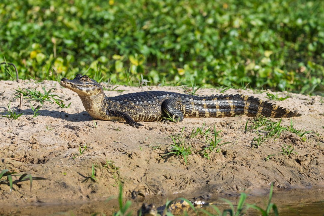 2034 Paraquay rivier Kaaiman.jpg