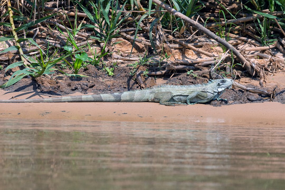 3513  Groene Leguaan.jpg