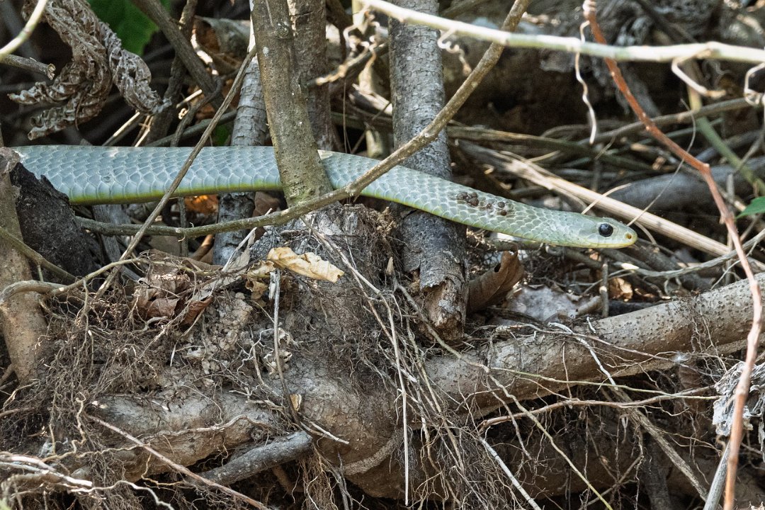3898 Onderweg Westelijke renslang.jpg