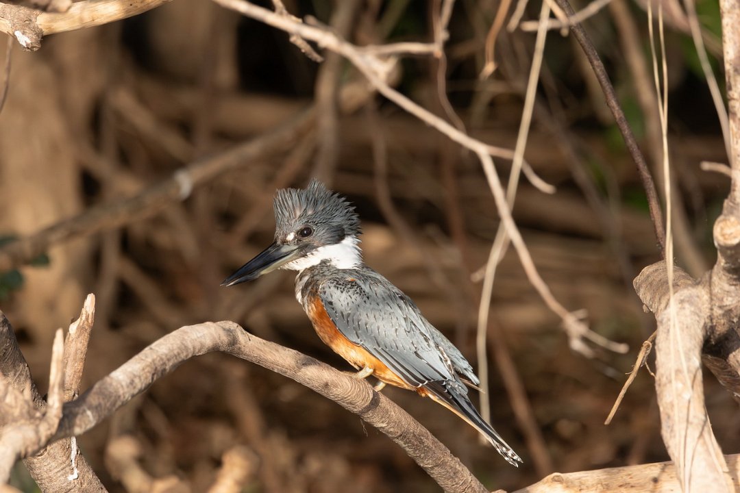 1765 Paraquay rivier Reuzen IJsvogel.jpg