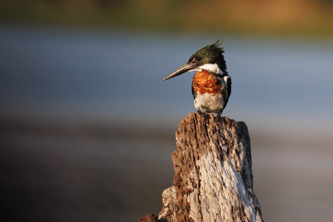 2063 Paraquay rivier Amazone IJsvogel.jpg
