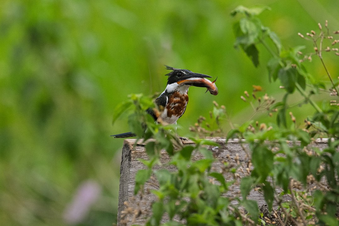 2648 Pantanal Amazone IJsvogel.jpg