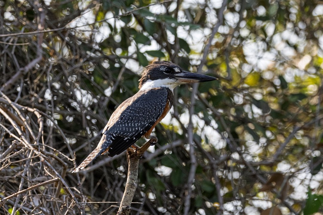 3462  Amerikaanse Reuzenijsvogel.jpg
