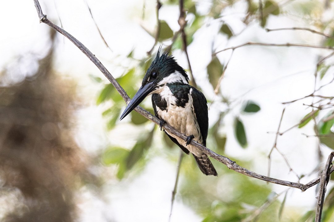 3548  Groene IJsvogel.jpg
