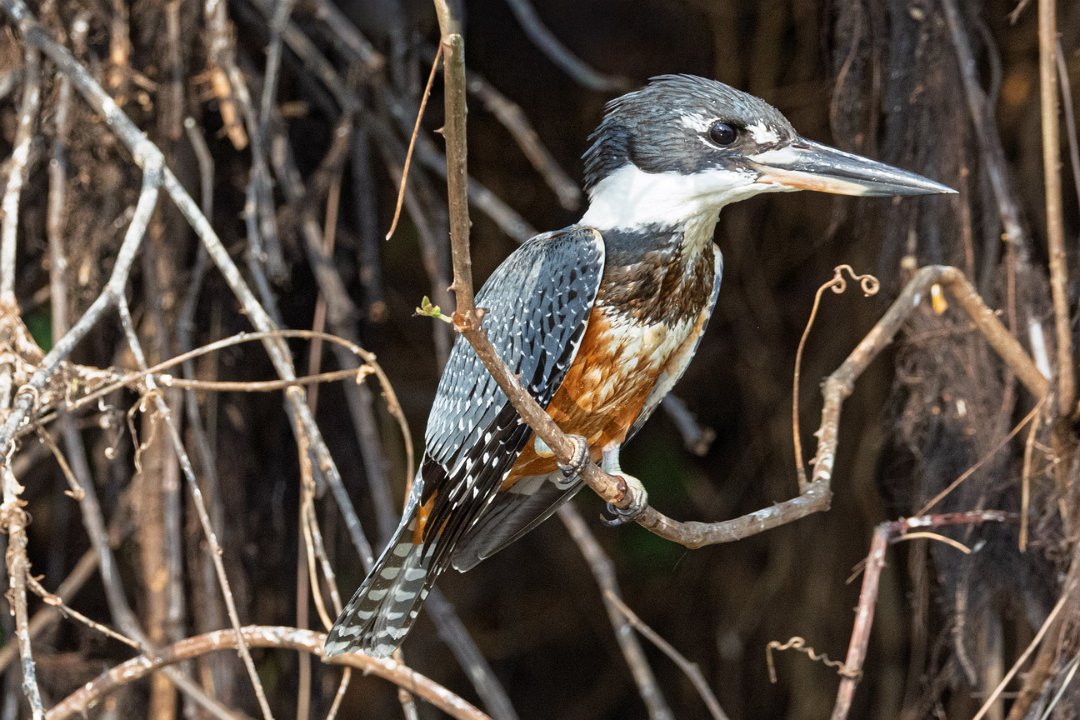 3831  Groenbruine IJsvogel.jpg