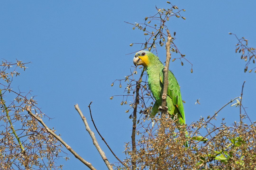 2377 Paraquay rivier Oranjevleugelamazone.jpg