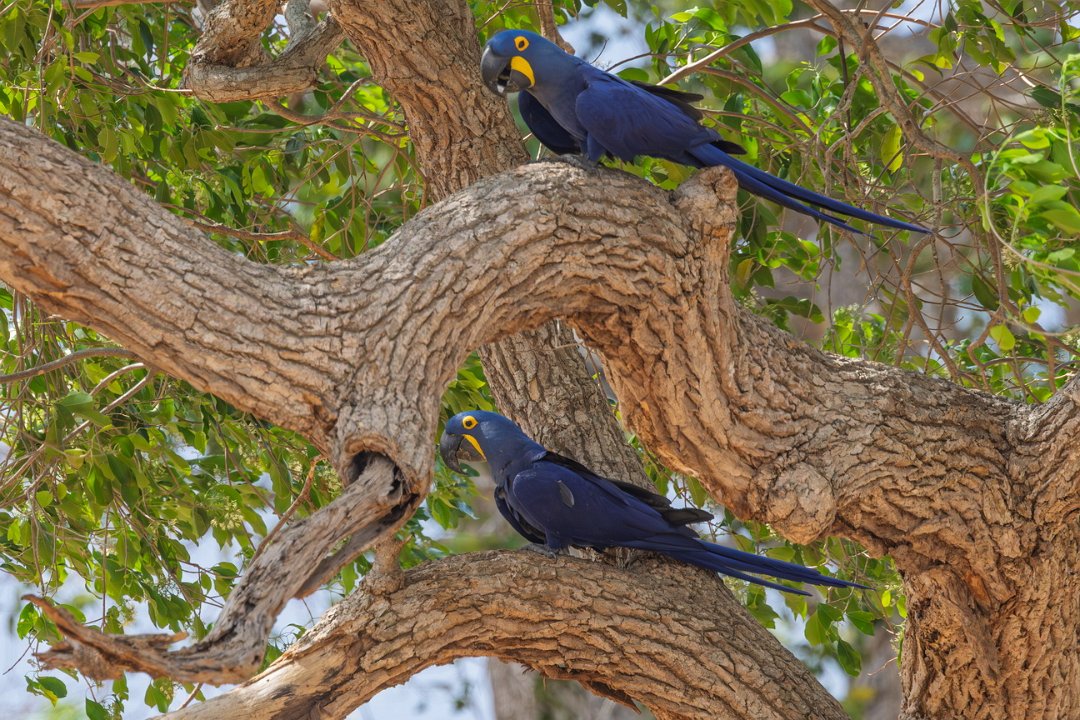 2403 Paraquay rivier Hyacinthara.jpg