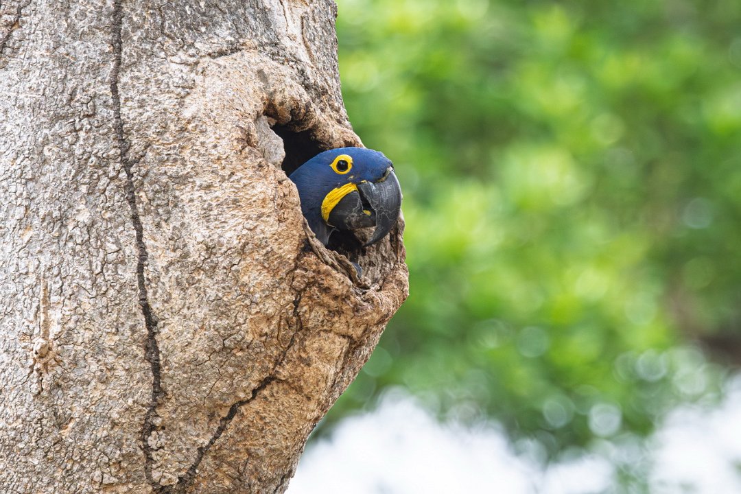 2601 Pantanal Hyacinthara.jpg