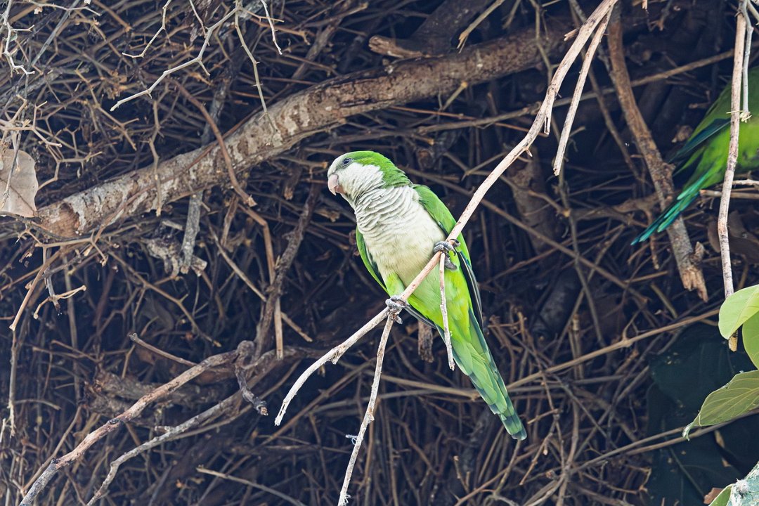 2621 Pantanal Monniksparkiet.jpg