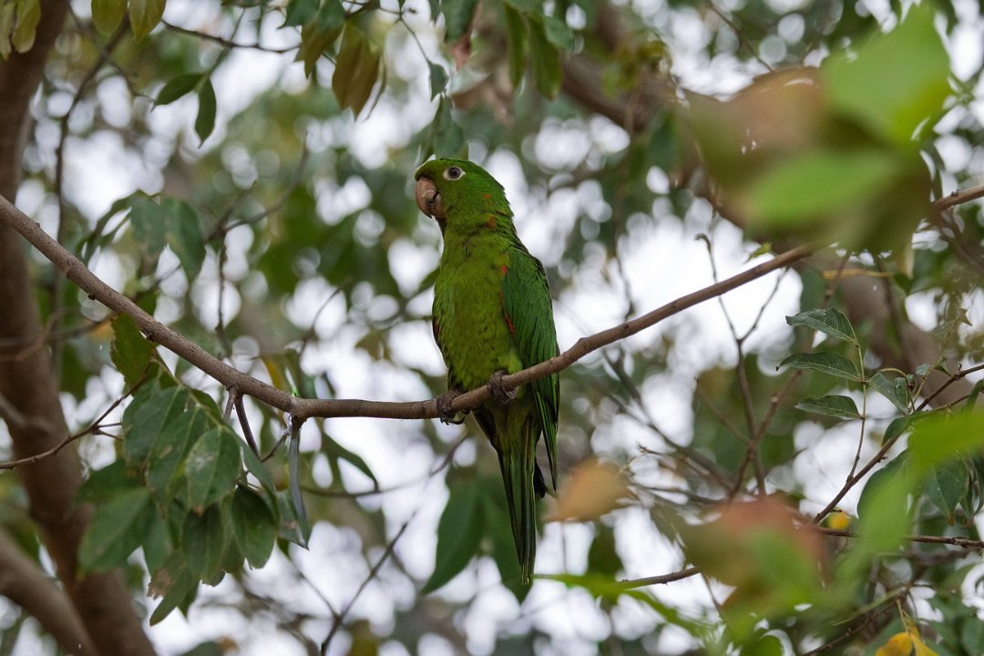 2751 Pantanal Witoogaratinga.jpg