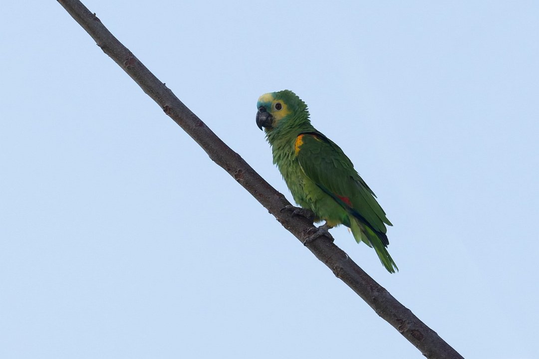 3 Paraquay rivier Blauwvoorhoofdamazone.jpg