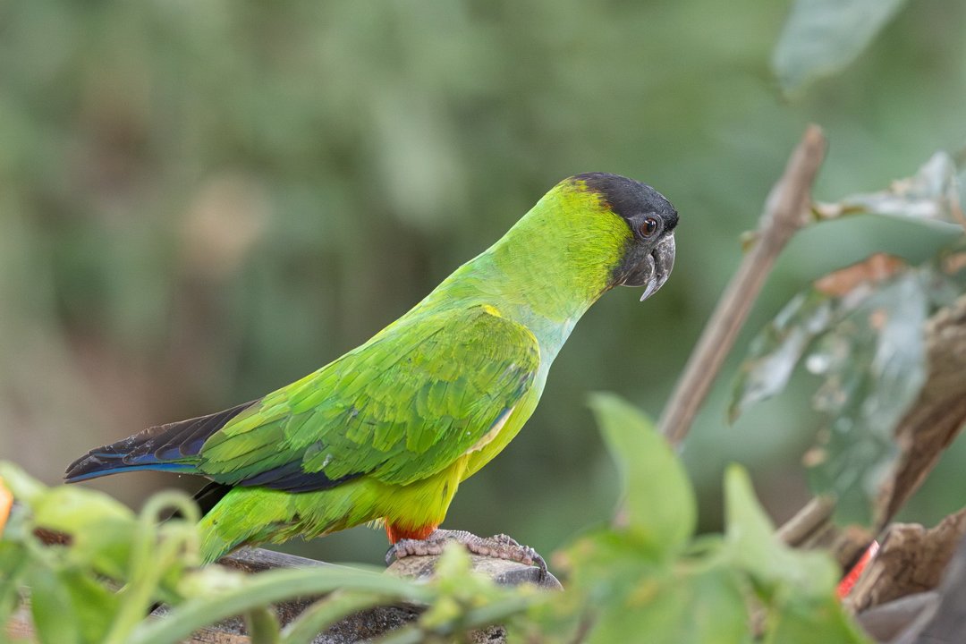 3229 Jaguar Lodge Nanday-parkiet.jpg