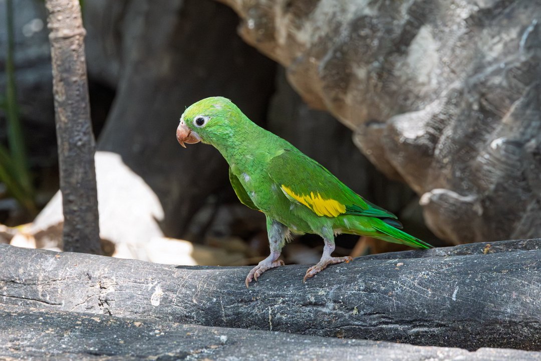 3913 Onderweg Geelvleugel Parkiet.jpg