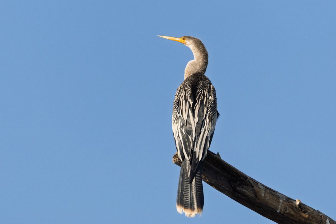 1819 Paraquay rivier Slangehalsvogel.jpg
