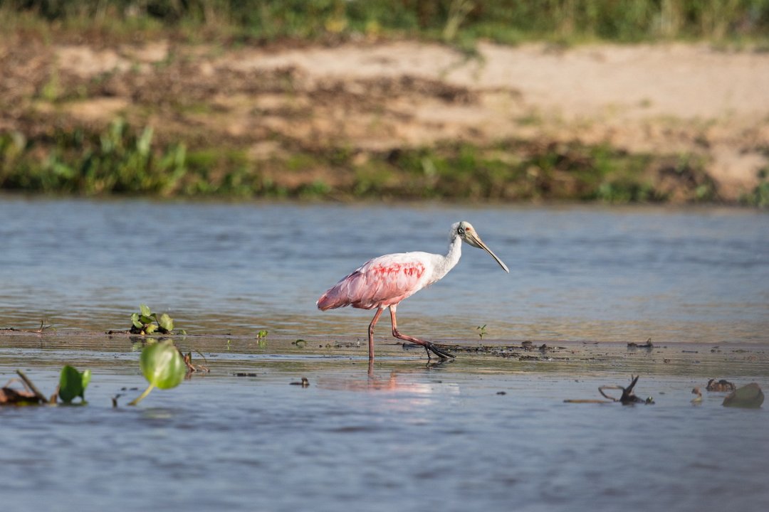 1830 Paraquay rivier Roze Lepelaar.jpg