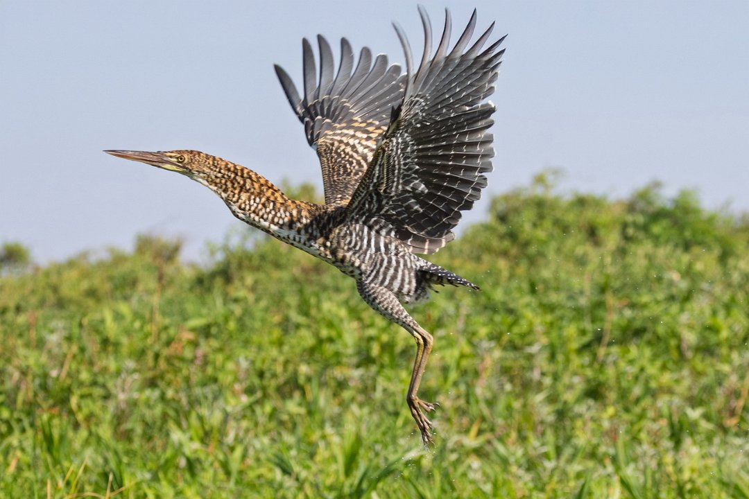 1895 Paraquay rivier Jonge Rosse Tijgerroerdomp_.jpg