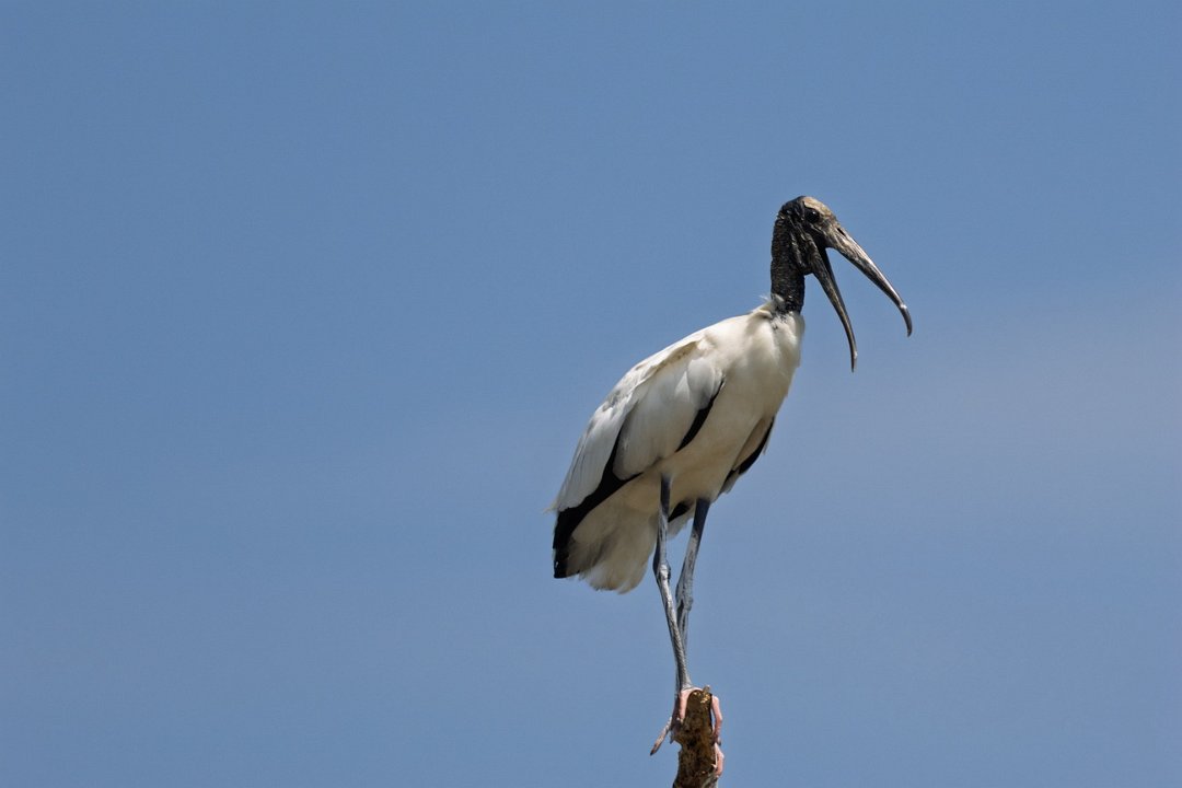 2253 Paraquay rivier Kaalkopooievaar.jpg