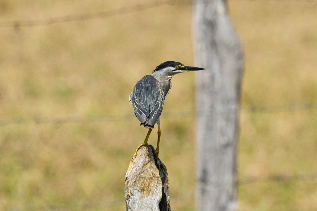 2757 Pantanal Mangrovereiger.jpg