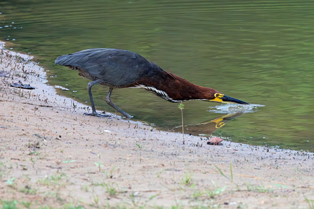2818 Pantanal Rosse Tijgerroerdomp.jpg