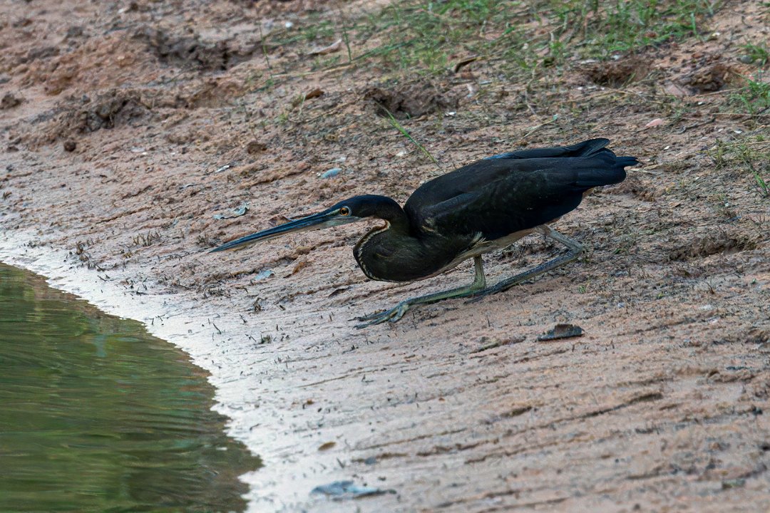 2867 Pantanal Agami-reiger.jpg