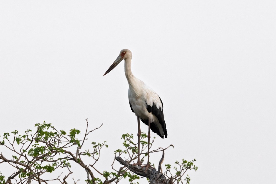 2885 Pantanal Magoeariooievaar.jpg