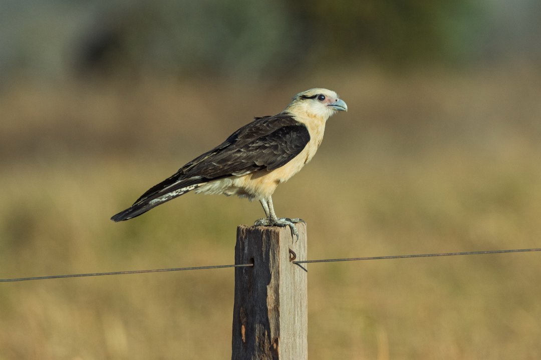1673 Onderweg Geelkopcaracara.jpg