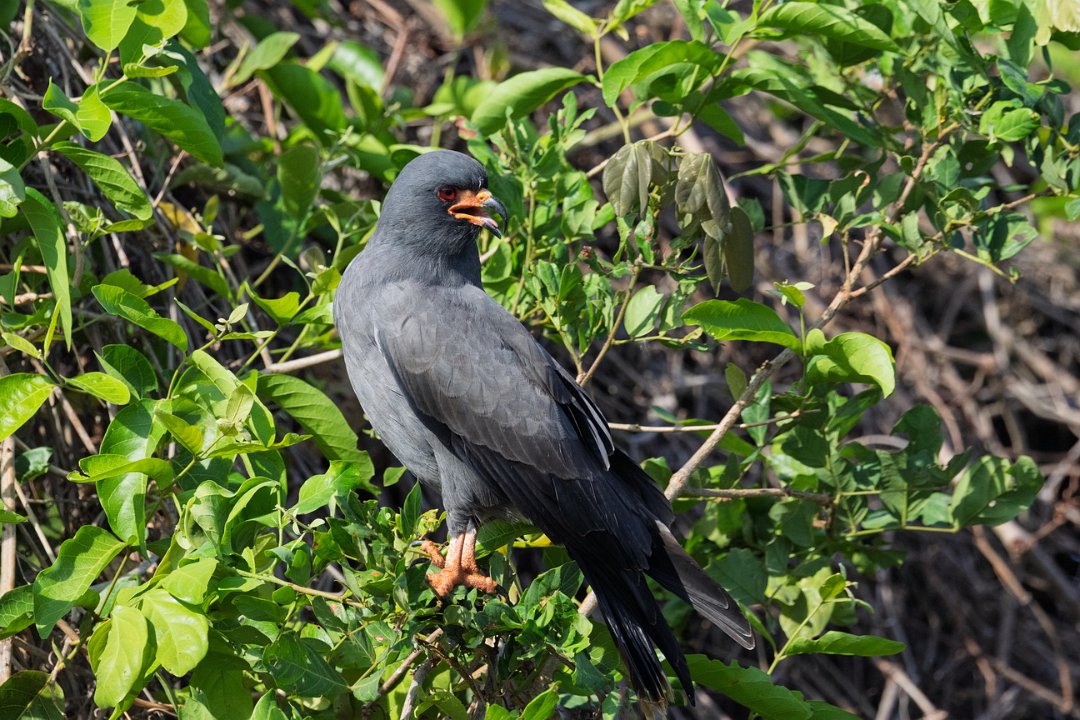 1872 Paraquay rivier Slakkewouw.jpg