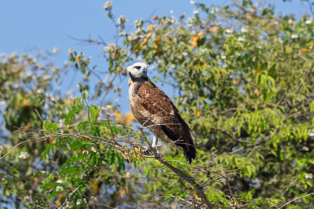1950 Paraquay rivier Visarend.jpg