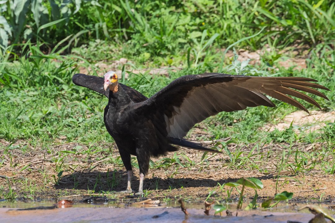 1989 Paraquay rivier Geelkopgier.jpg