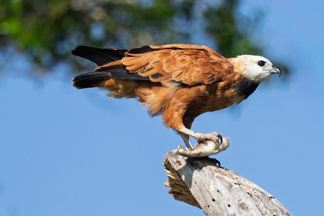2025 Paraquay rivier Moerasbuizerd-.jpg