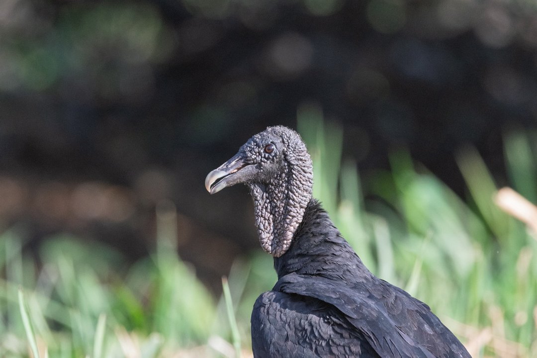 2035 Paraquay rivier Zwarte Gier.jpg