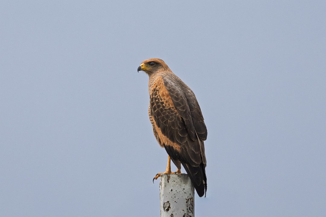 2753 Pantanal Savannehavik.jpg