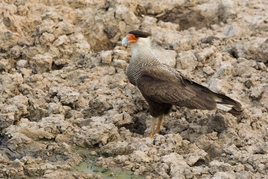 3011 Pouso Alegre Caracara.jpg