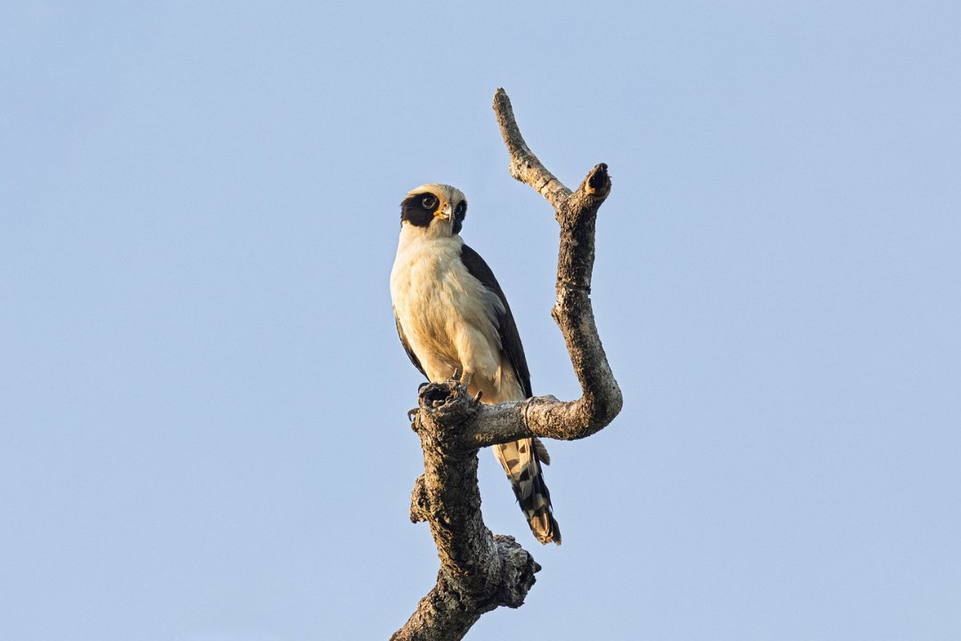 3288 Jaguar Lodge Lachvalk.jpg