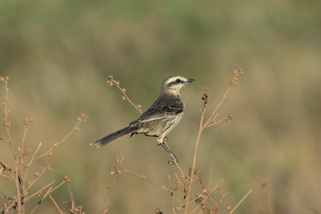 1687 Onderweg Camposspotlijster.jpg