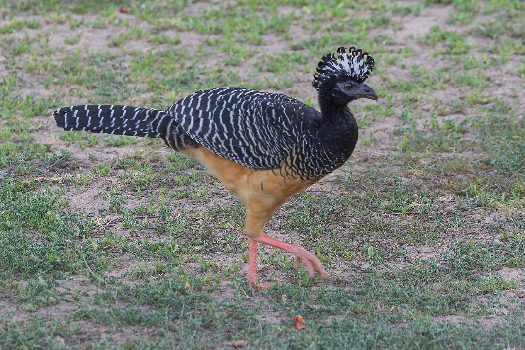 1733 Paraquay rivier Maskerhokko v.jpg