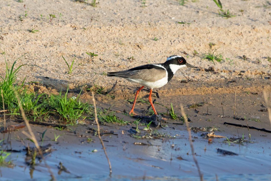 1744 Paraquay rivier Cayenne Kievit.jpg