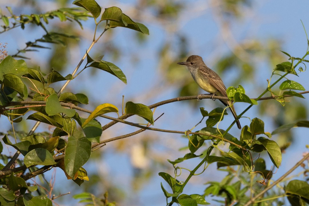 1769 Paraquay rivier Cayenne Tiran.jpg