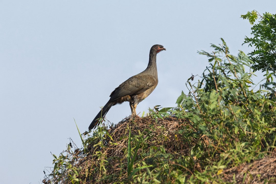 1839 Paraquay rivier Chaco Chachalaca.jpg